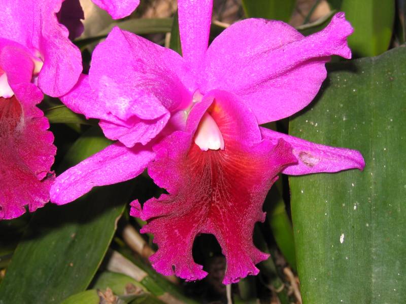 Original image
